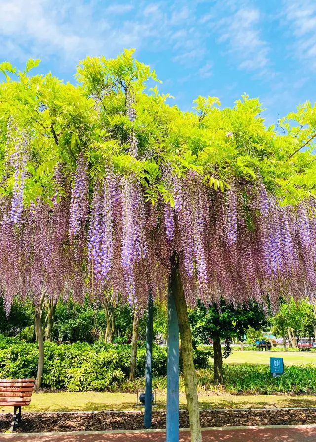 上海的花海地圖：免費打卡浪漫春景