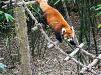 Must see Panda Village in Chengdu