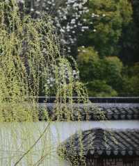 南京|這幾天的瞻園，滿園春色根本關不住