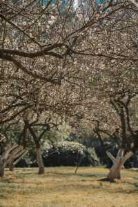 答應我一定要來萝岗看「梅花雪」，錯過等一年