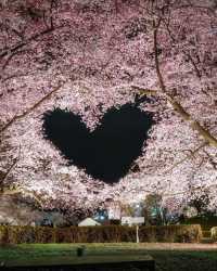 🌸 昨年の弘前公園の桜は美しかったです。