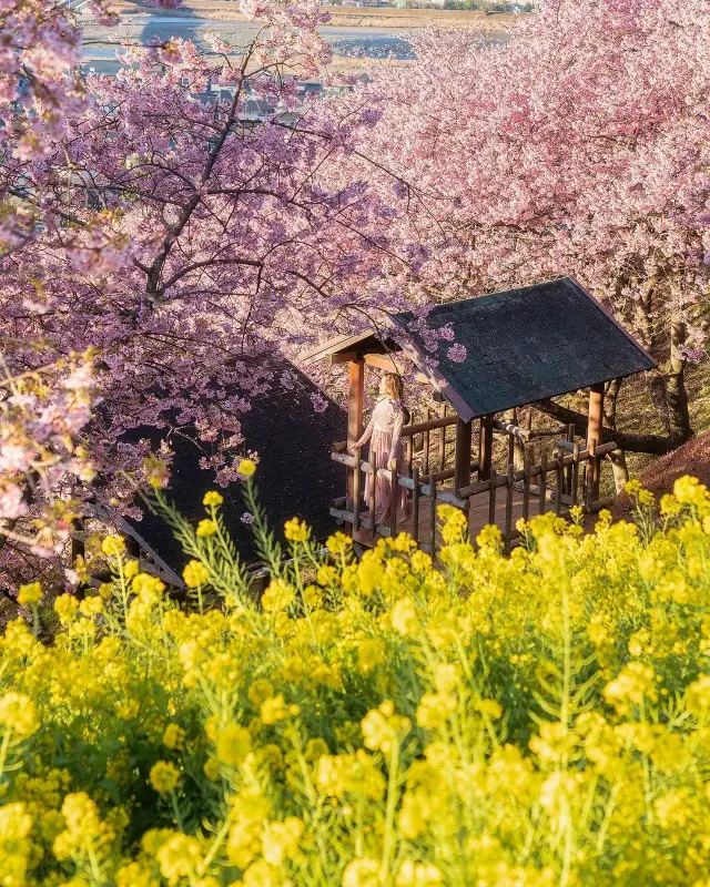 東京周辺で楽しめる河津桜の美しさ🌸