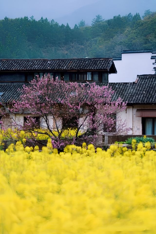 春遊記《國家地理》推薦的古村油菜花有多絕