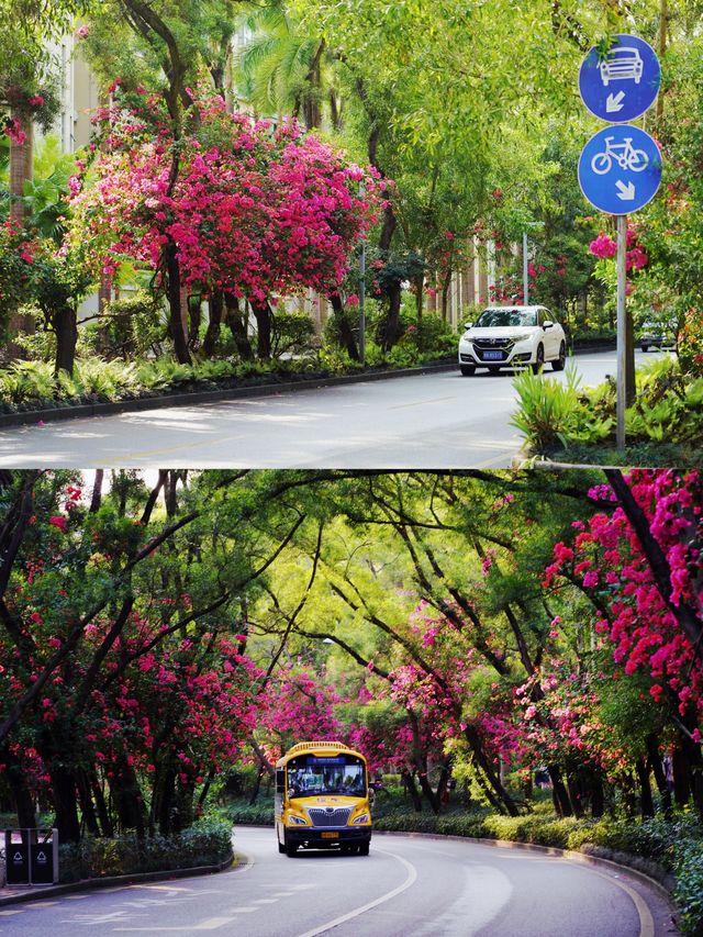 深圳拍照打卡地之最美花街｜華僑城香山中街