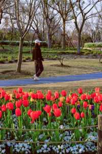 方松體育公園·鬱金香花海