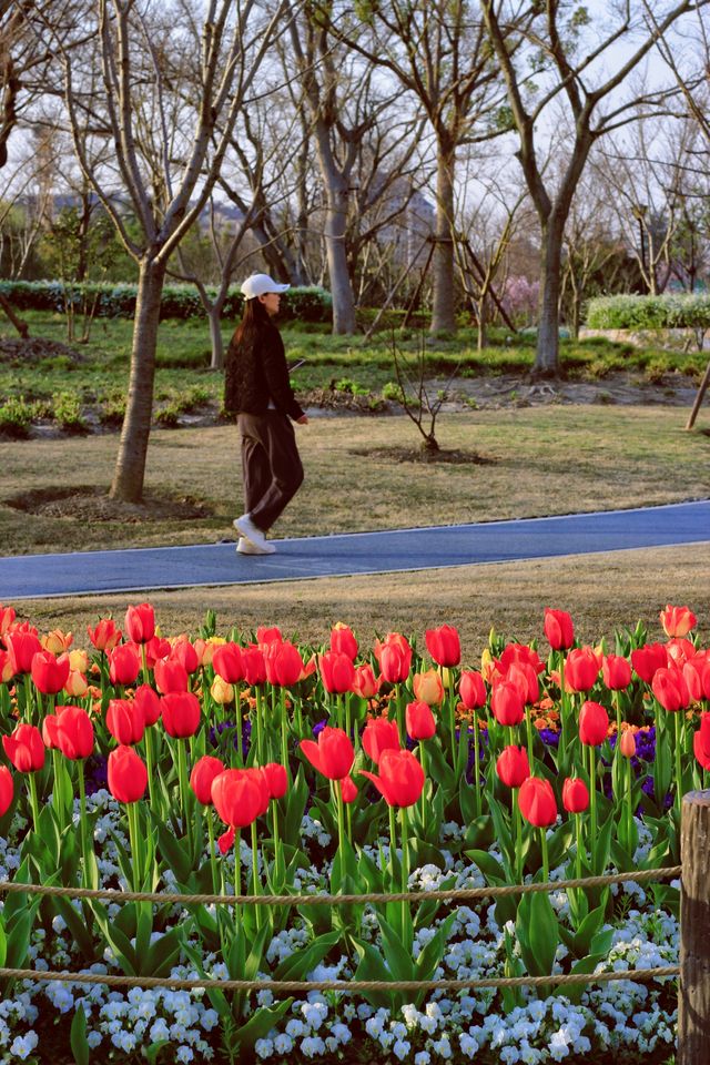 方松體育公園·鬱金香花海