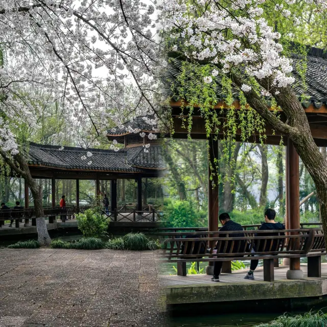 Enjoying cherry blossoms at Maojiabu, successfully avoiding 99% of tourists by West Lake