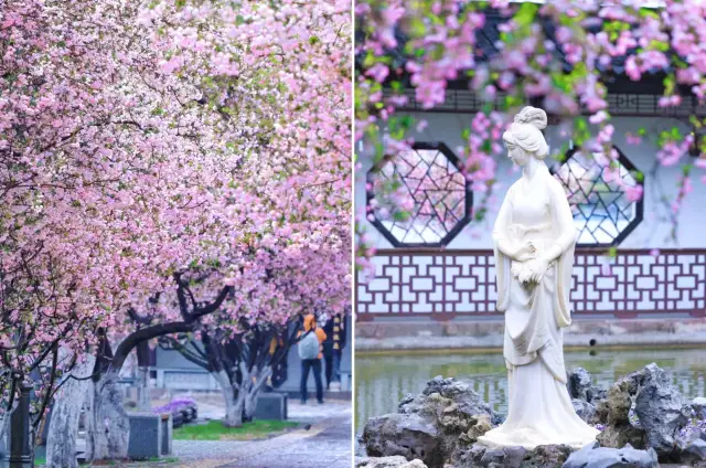 The crabapple flowers at Mochou Lake Park in Nanjing | are about to bloom next week