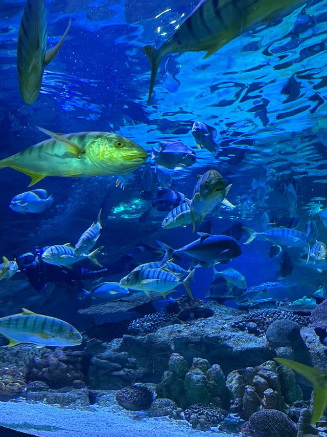 北京富國海底世界｜5海洋館