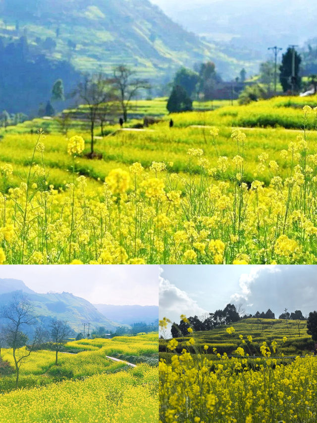 川南最早的油菜花開好啦——宜賓