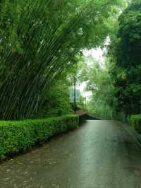 深圳公園拍照|愛上雨天的綠色！孩子花海！
