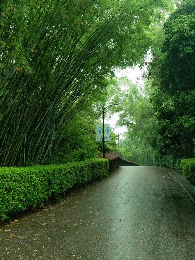 深圳公園拍照|愛上雨天的綠色！孩子花海！