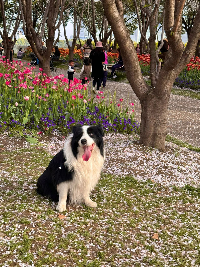 琴鍵春園的櫻吹雪 琴鍵春園的櫻吹雪