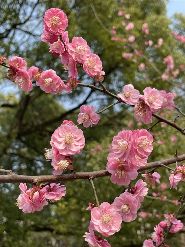 長沙寶藏花園——望月公園