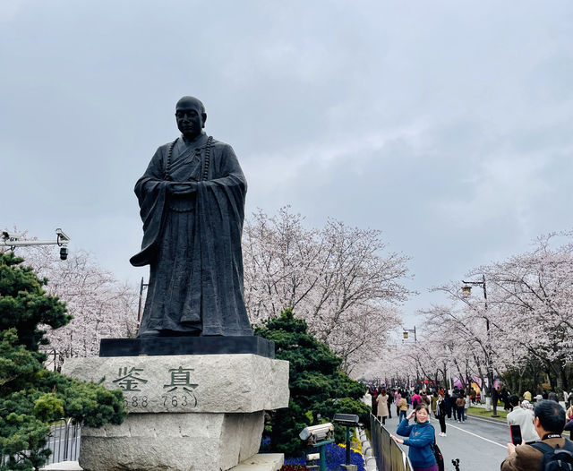 逛大名寺賞櫻花