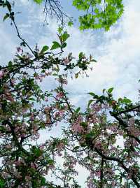 人間最美四月天，共青森林公園玩點花