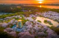 武漢東湖櫻花園