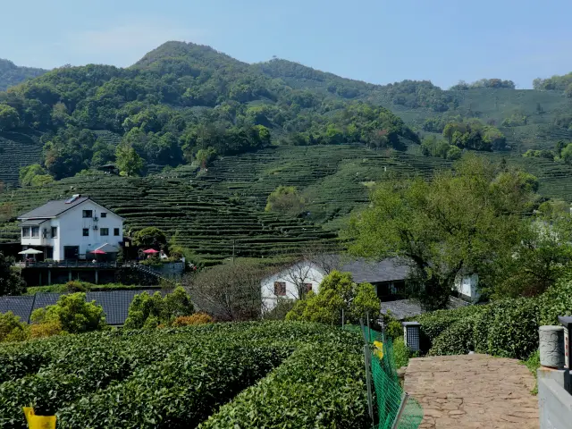 Longjing Village in Hangzhou, a vision of lush greenery