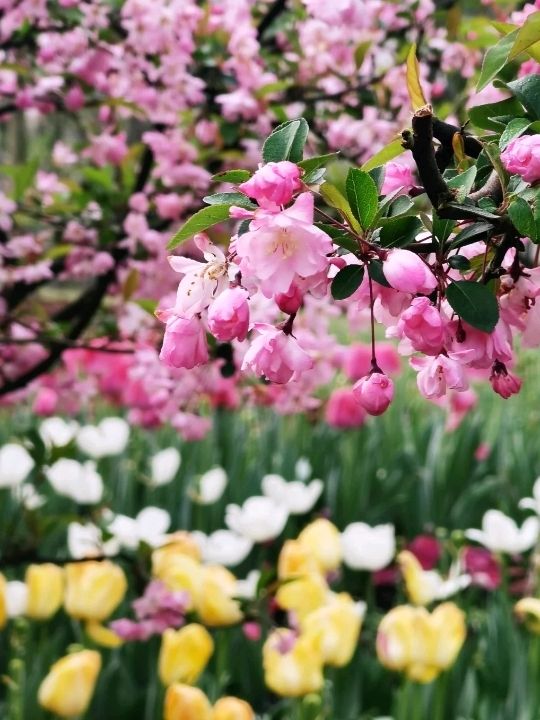 Tulips at Prince Bay Park Hangzhou🌷❤️🇨🇳