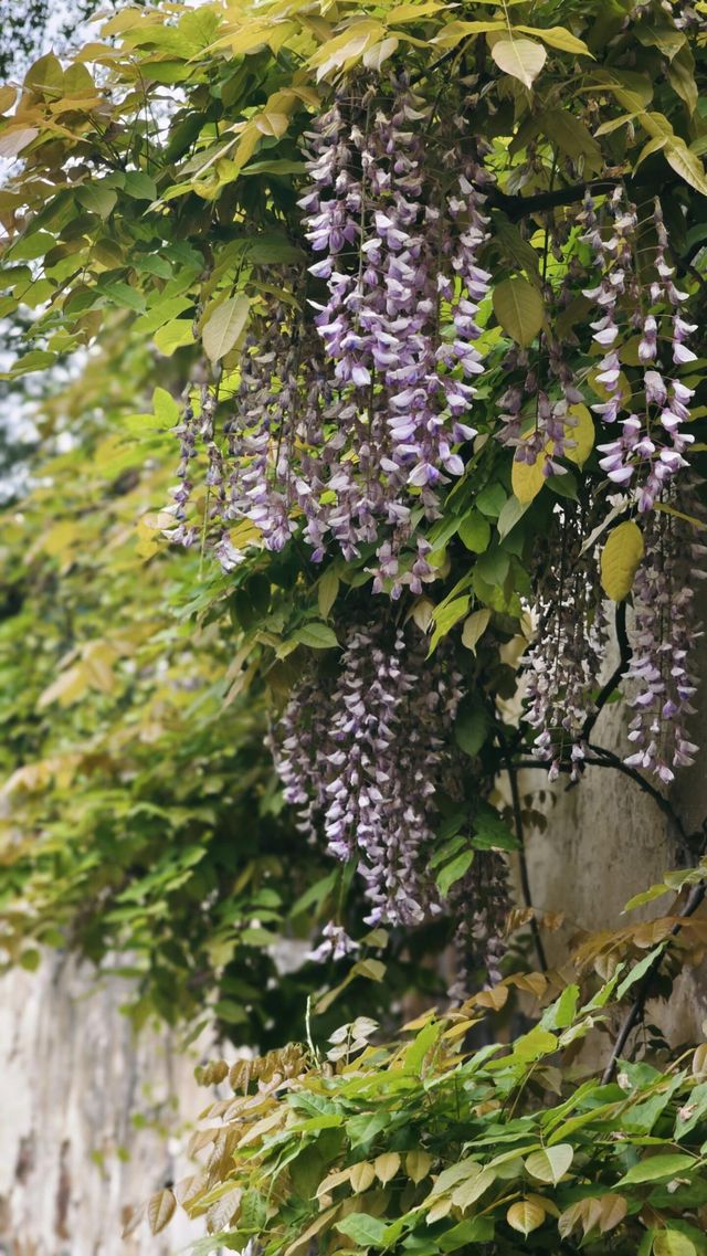 無錫的神秘花園：黃木香瀑布與吟園