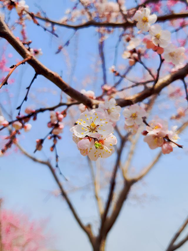 花兒朵朵開，先去哪賞花呢