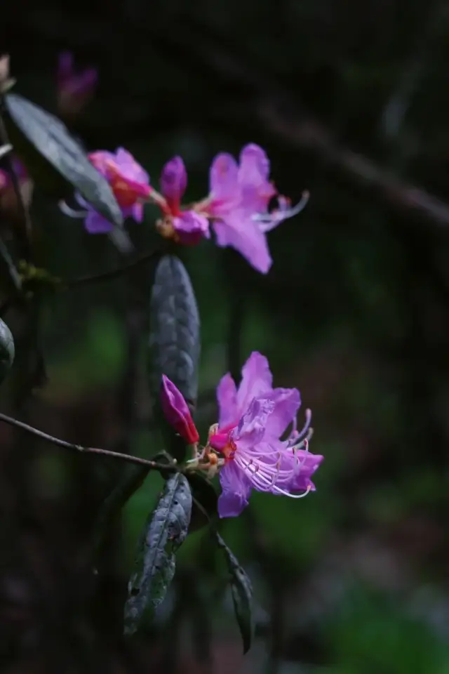 The secret flower sea in the mountains, once hidden, can no longer be concealed due to the overwhelming inquiries from friends on social media