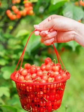 In the late spring and early summer, come to the mountains and fields to pick red fruits