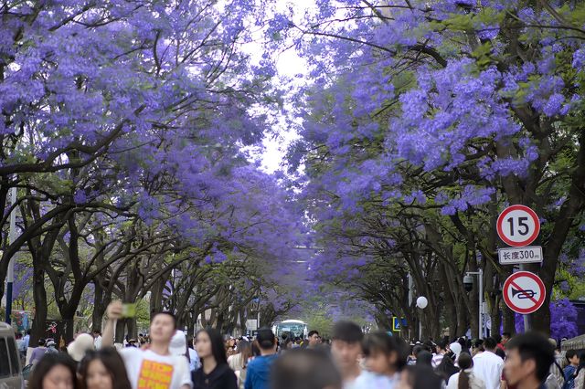 春天的使者·藍花楹