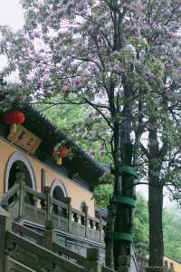 赴約常熟清涼寺百年楸樹開花