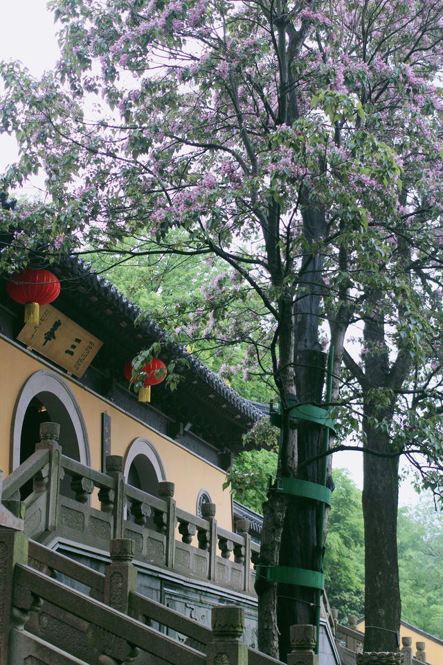 赴約常熟清涼寺百年楸樹開花