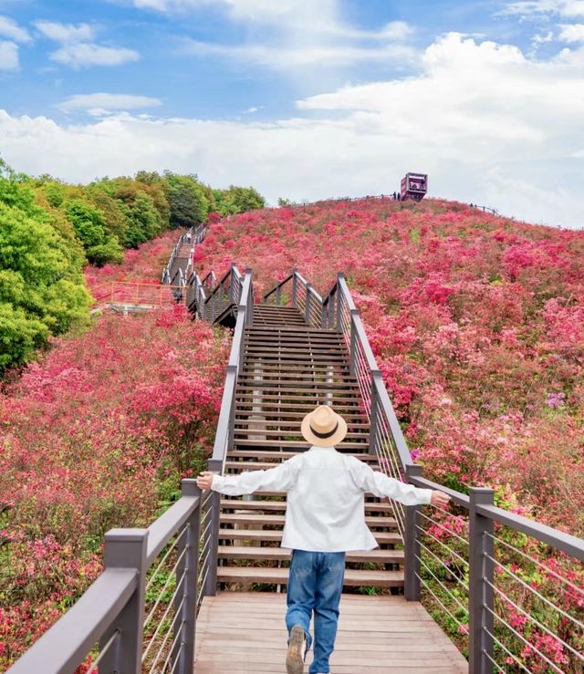 溫州被問爆的杜鵑花山，發朋友圈贏麻了！
