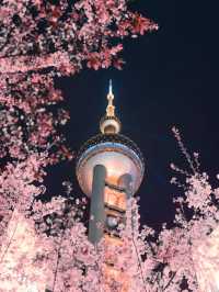 欣賞來自上海的櫻花季吧！！
