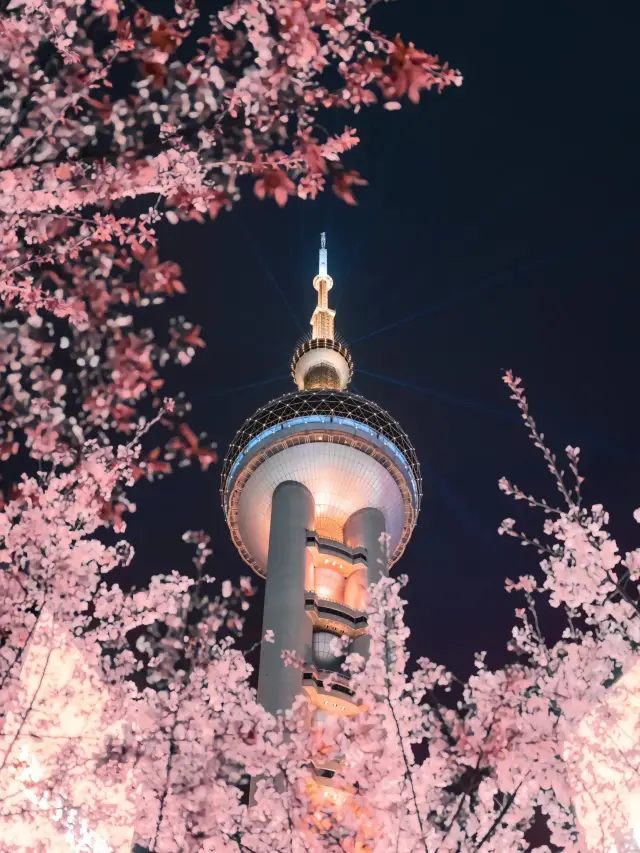 上海の桜の季節を楽しんでください！！