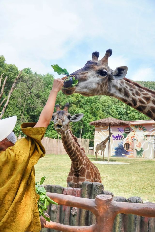 帶娃來武漢動物園熊貓啦
