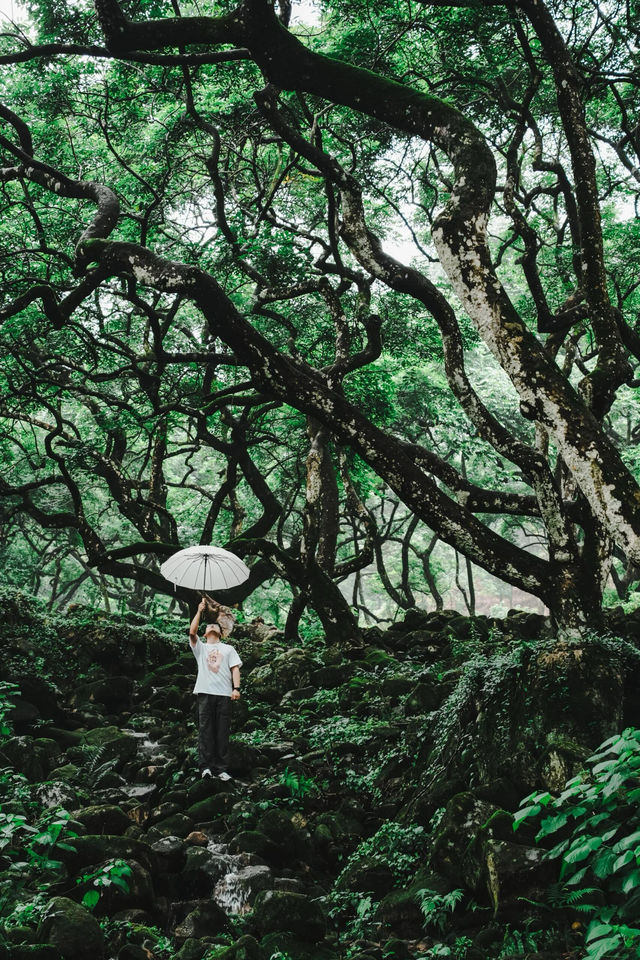 廣州夏日拍照·在廣州發現塞爾達森林，太出片啦！！