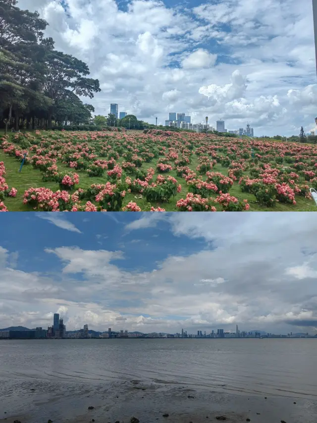 Shenzhen Bay Park Travelogue: The Poetic Seaside