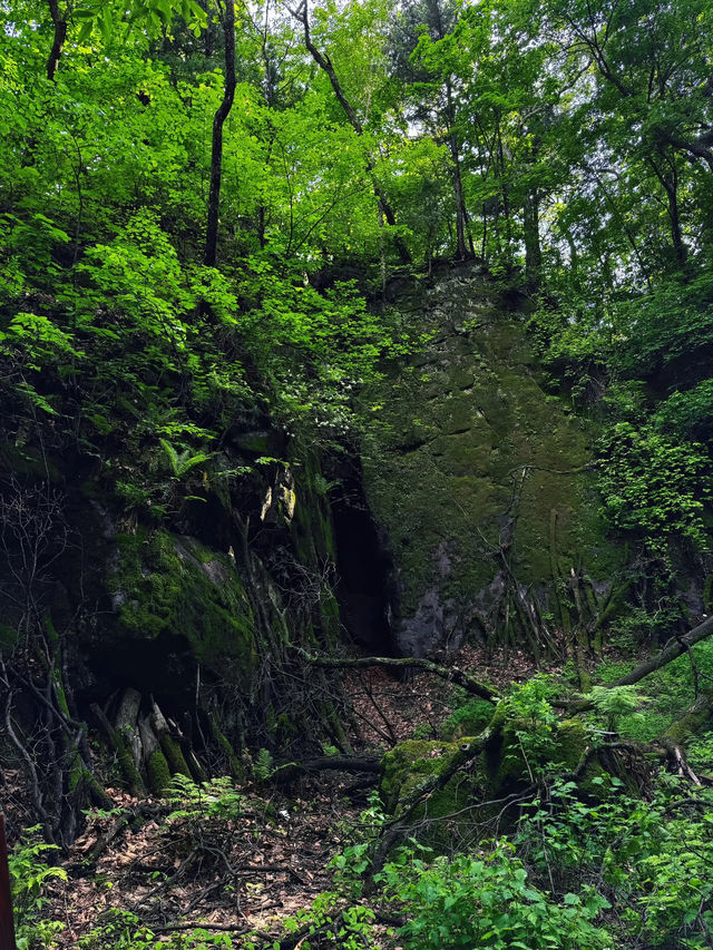 哈爾濱金龍山|夏天一起擱山裡吸氧吧