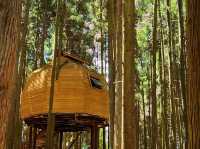 重慶周邊避暑|這裡是21℃的夏天，森林物語