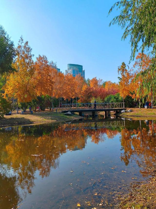 丁香公園。
