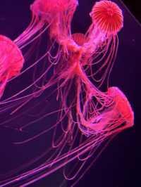 The Super Family Friendly Sumida Aquarium, The Wonders Of the Deep In Tokyo!