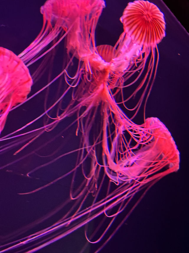 The Super Family Friendly Sumida Aquarium, The Wonders Of the Deep In Tokyo!