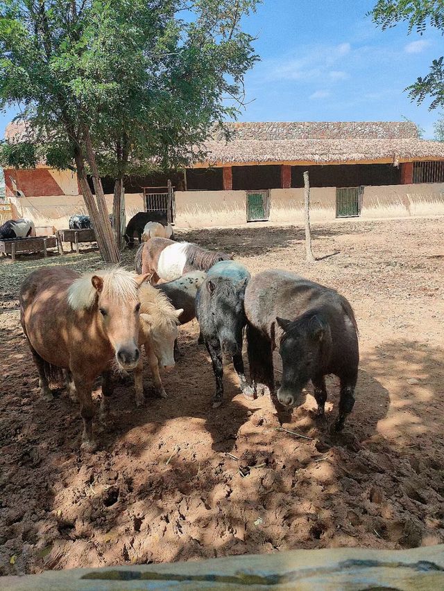 蘭州動物園，宛如一座隱藏在城市中的自然寶藏。