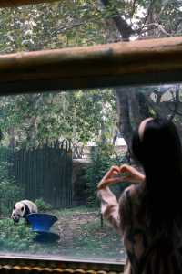 來成都玩一定不能錯過動物園。