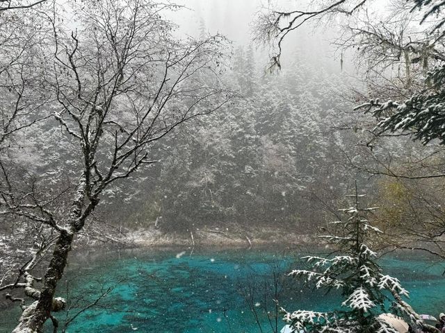 是哪個幸運兒在九寨溝看到了今年的初雪呀。