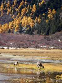 Exploring Ganzi Tibetan Autonomous Prefecture: A Cultural and Natural Haven