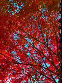 11月5日實況 紫竹院紅葉已全面登場。