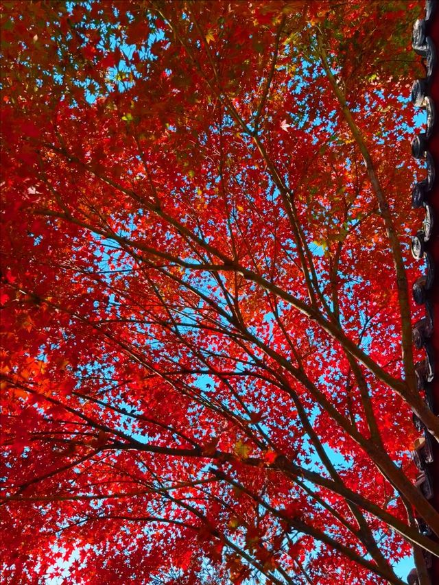 11月5日實況 紫竹院紅葉已全面登場。