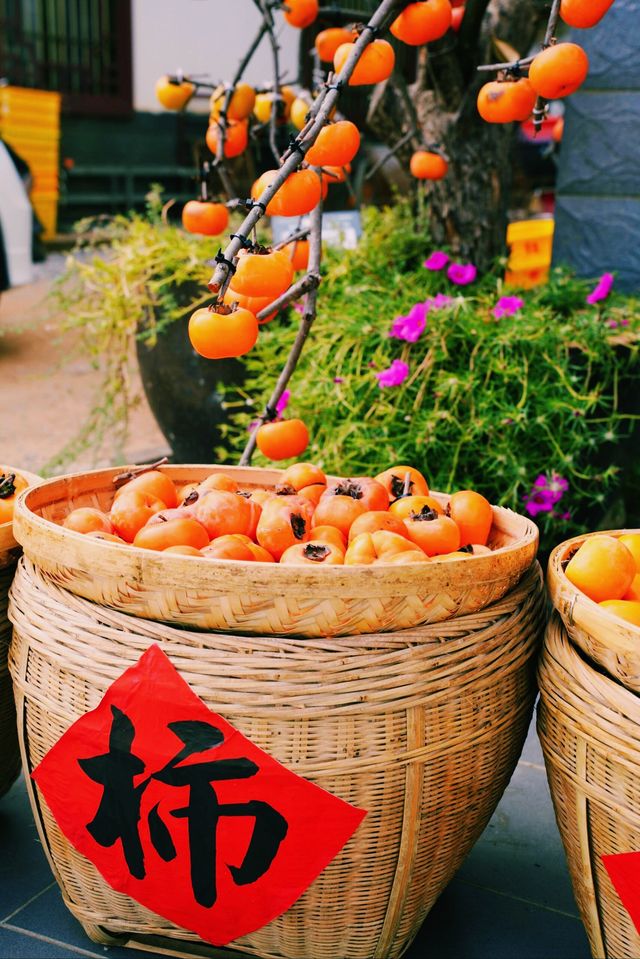 廣西桂林恭城蓮花鎮紅岩村柿子節｜月柿之鄉。