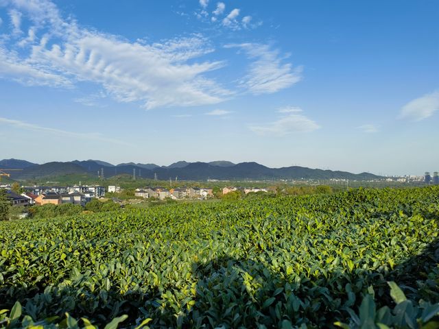 龍塢一處藝術公園，茶園秋色。