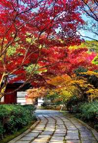 京都西芳寺。